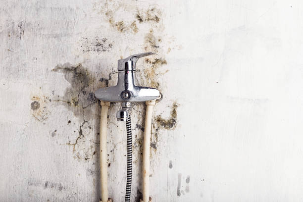 Best Home Mold Removal  in Wurtsboro, NY