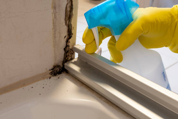 Reliable Wurtsboro, NY Mold Removal Solutions