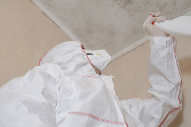 Best Toxic Mold Removal  in Wurtsboro, NY