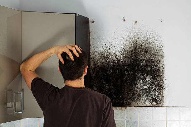 Best Local Mold Removal Service  in Wurtsboro, NY